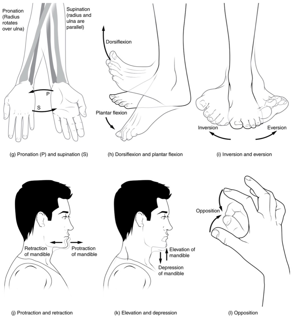 Examples of several sagittal plane, transverse plane, and composite planar motions, including dorsiflexion and plantarflexion at the talocrural joint, inversion and eversion at hindfoot, midfoot, and forefoot joints, supination and pronation at the proximal and distal radioulnar joints, and elevation, depression, retraction, and protraction of the temporomandibular joint.