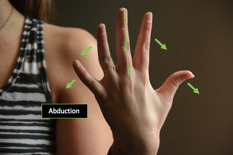Posterior view of metacarpophalangeal abduction of joints in the left hand.