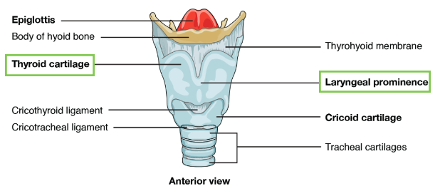 Identification of the thyroid cartilage and laryngeal prominence with labels.