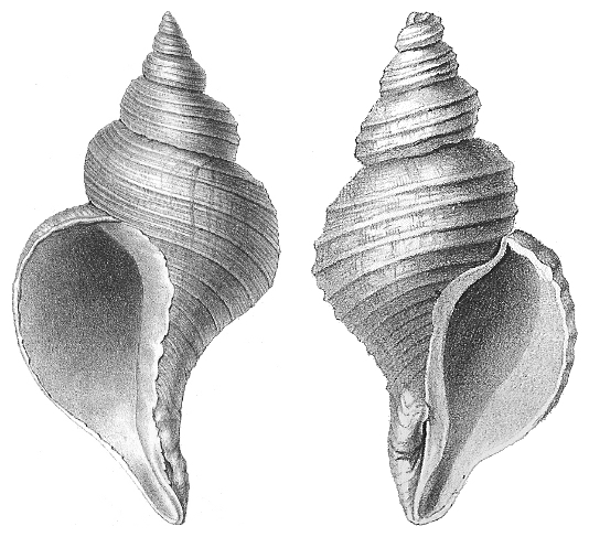 A picture containing invertebrate, mollusk, sea snail, conch

Description automatically generated