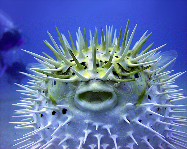 Color photograph of the puffer fish under water.