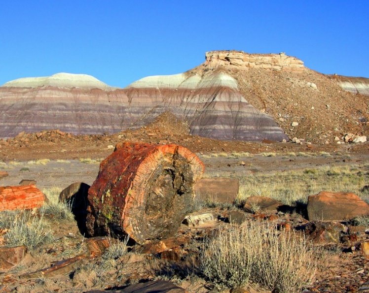 Petrified wood in front of the banded Twin Buttes