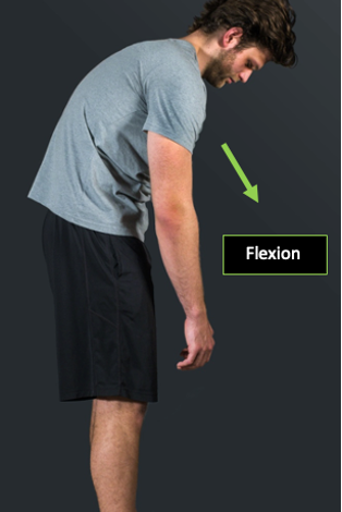 Sagittal view of person demonstrating a standing spinal flexion.