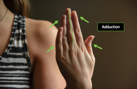 Posterior view of metacarpophalangeal adduction of joints in the left hand.
