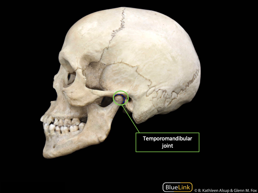 Identification of the left temporomandibular joint on a skeletal model.