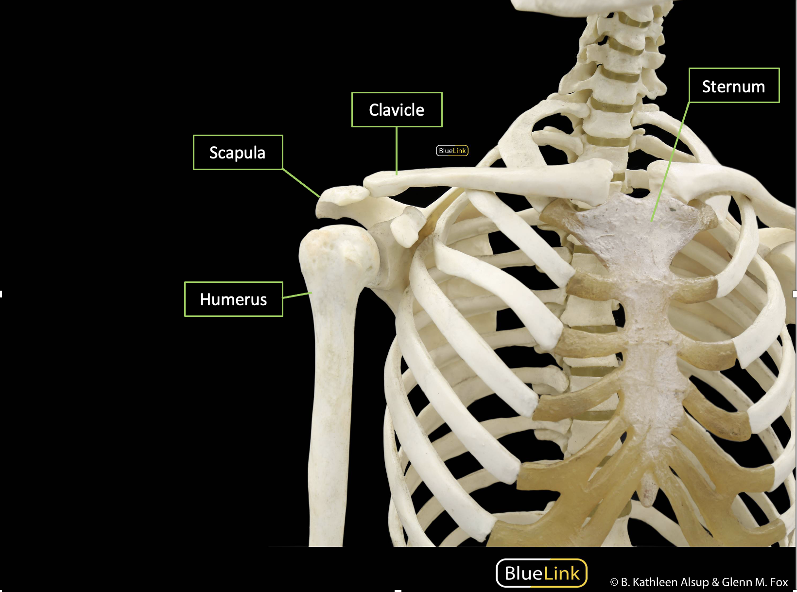 The bony landmarks of the anterior shoulder and thoracic region of the human skeleton identified with labels and corresponding lines.