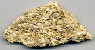 Image result for images coquina sedimentary