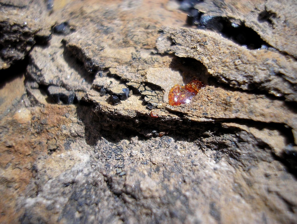 Amber in impression of fossil palm