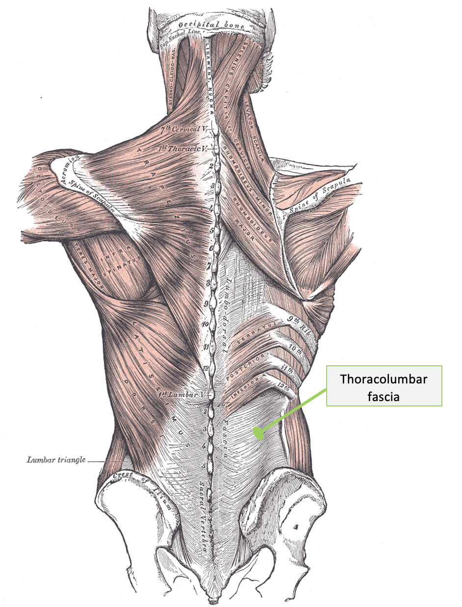 Posterior view of the thoracolumbar fascia, which is identified using an arrow to landmark.