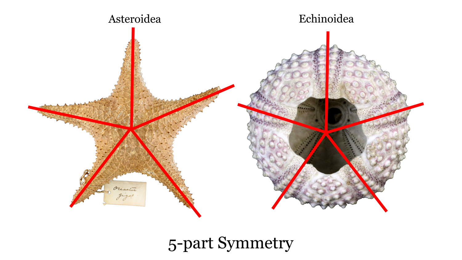 Chart, radar chart

Description automatically generated