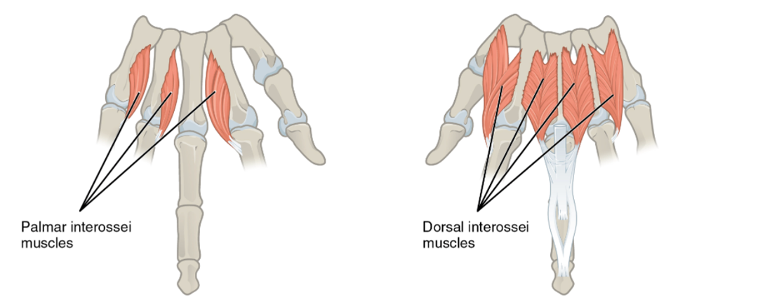 Palmar view and dorsal view of the interossei muscles of the left hand with interossei muscles identified.