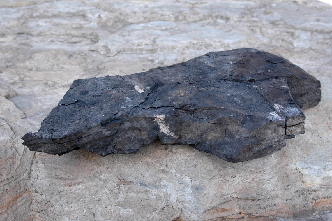 Image shows a sample of lignite on a rock background