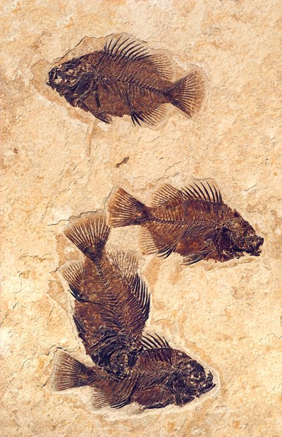 4 fossil fish in mass mortality plate