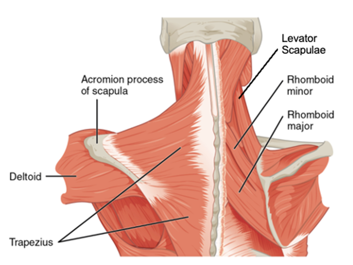 The large muscles of the posterior left shoulder including the trapezius, deltoid, and latissimus dorsi muscles are identified with labels and corresponding lines.
