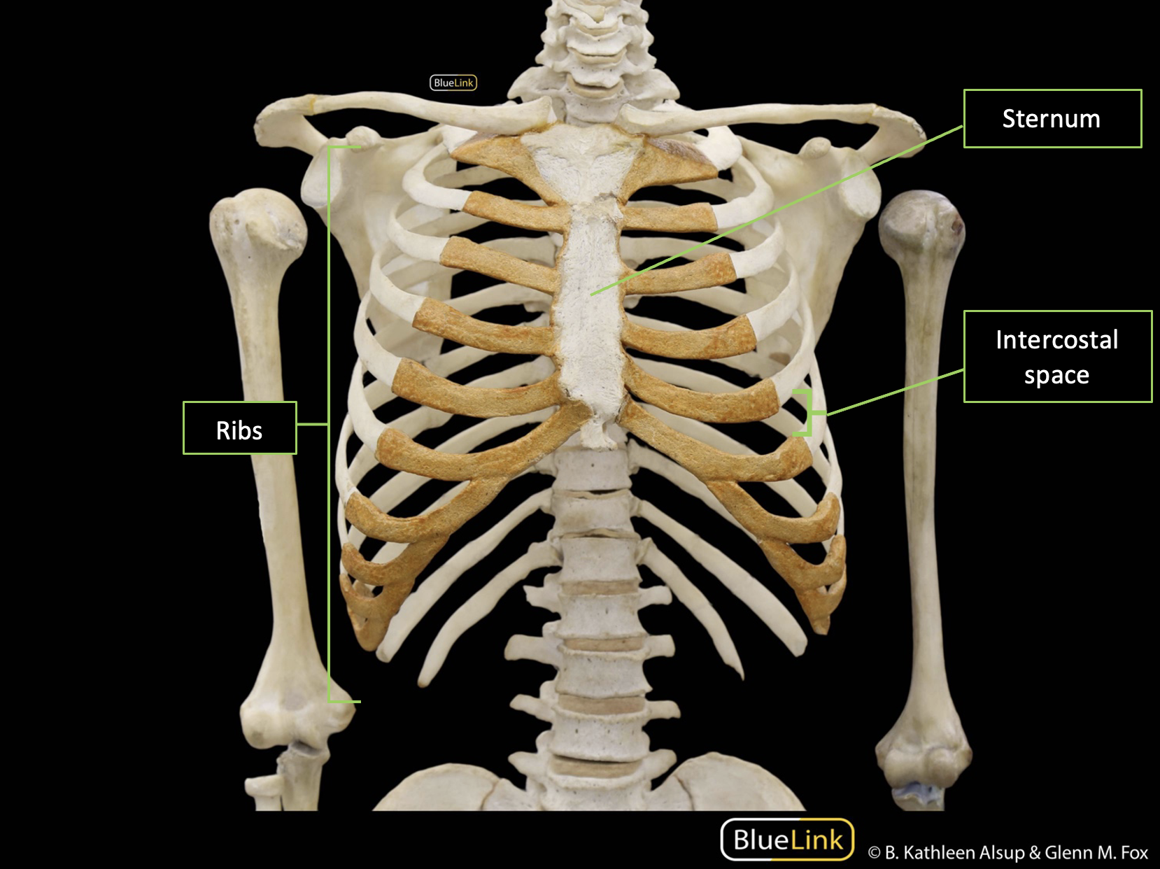 Anterior skeletal view of the thoracic region with skeletal landmarks identified with labels and corresponding lines.