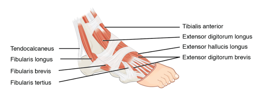 Muscles of the anterior lower leg and foot with individual muscles identified.