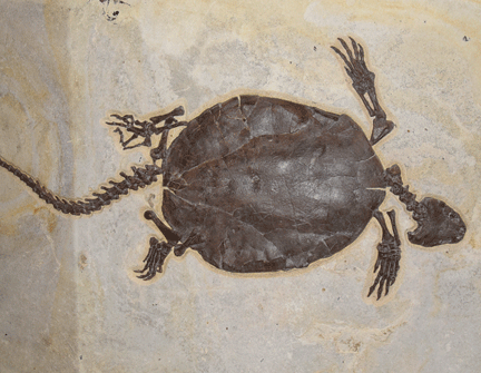 Fossil Turtle