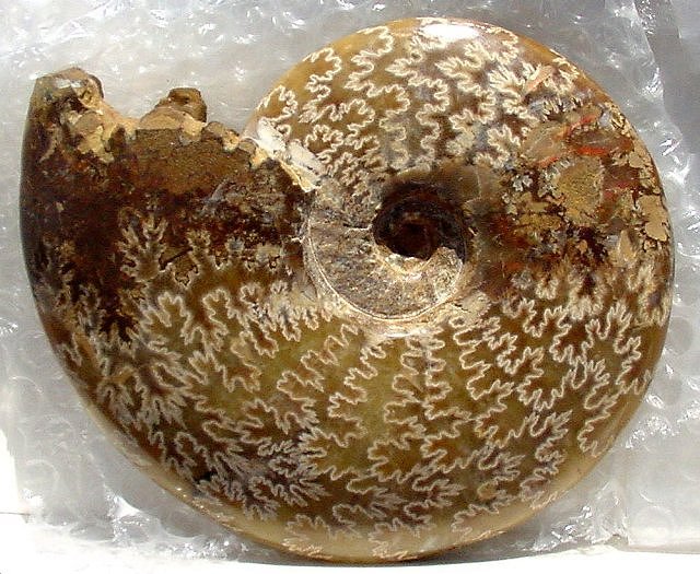A picture containing doughnut, donut, eaten

Description automatically generated