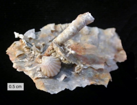 https://upload.wikimedia.org/wikipedia/commons/2/2d/Permian_Silicified_Sclerobionts.JPG