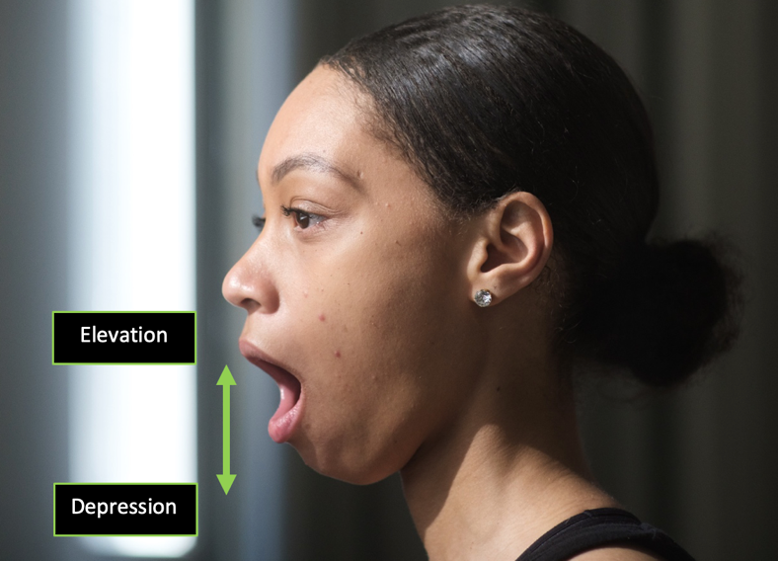 Person demonstrating depression and elevation of the mandible with directional arrows to indicate singular motions.