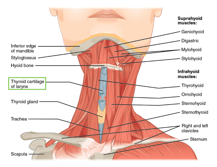 Identification of the throid cartilage of the larynx on an anterior view of the neck with additional anatomical structures also identified.