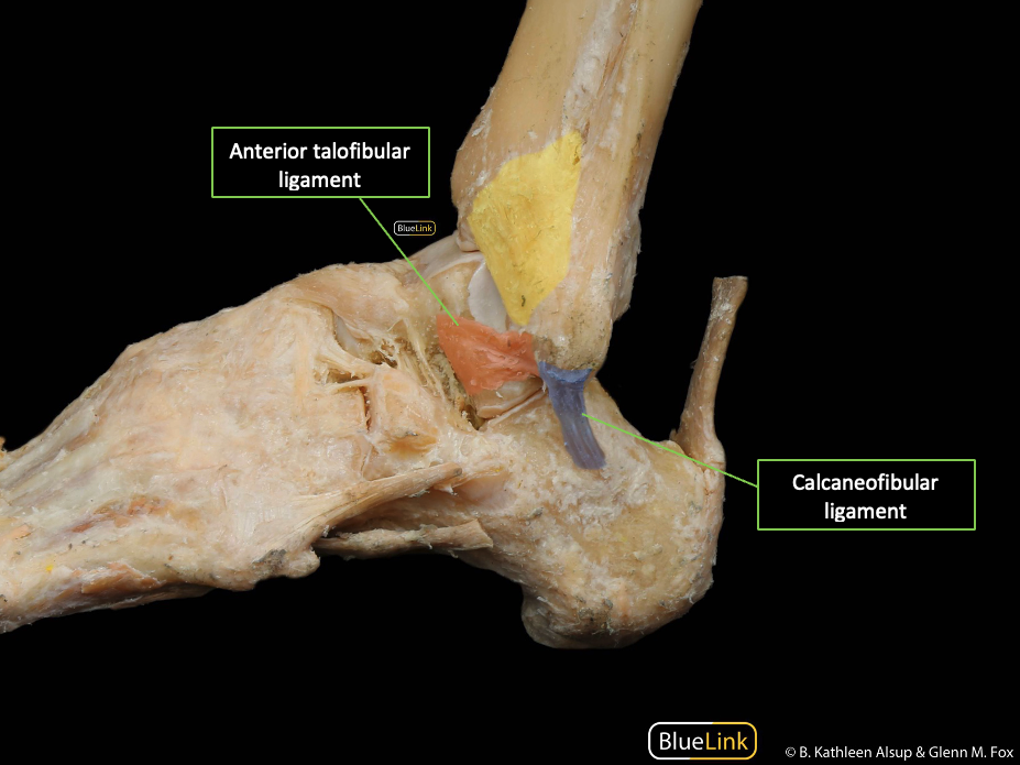 Identification of the anterior talofibular and calcaneofibular ligaments of the lateral ankle complex with individual ligaments also identified.