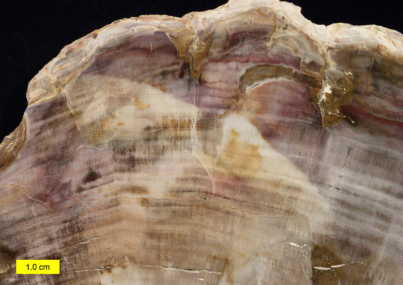File:Petrified wood close 052615.jpg