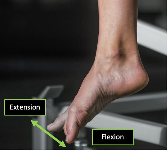 Person demonstrating a medial sagittal plane view of 1st metatarsophalangeal flexion and extension with arrows designating the direction of motion.