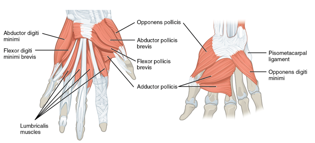 Palmar view of several muscles of the anterior right hand with superficial, left, and deep, right, intrinsic muscles present and individual muslces identified.