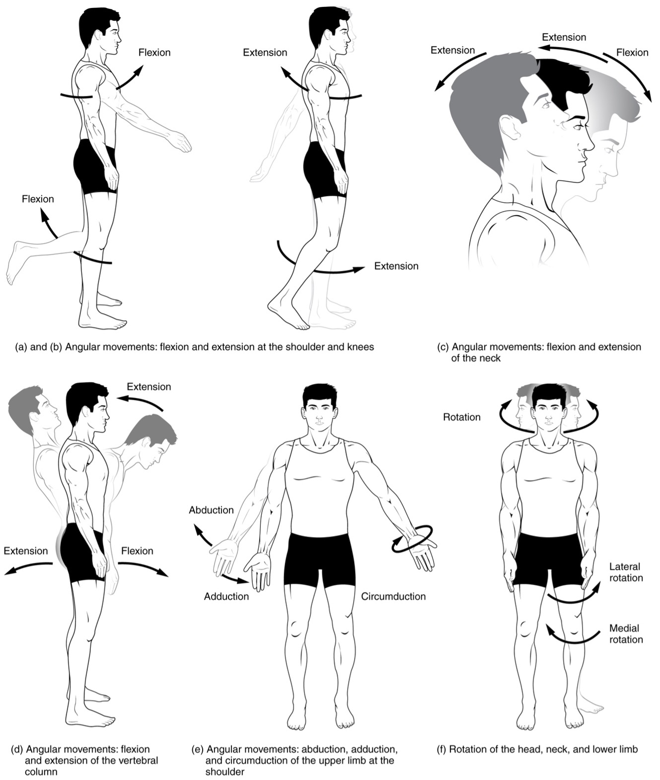 The sagittal plane angular movements of flexion and extension, frontal plane angular movements of adduction and abduction, and the transverse plane angular movements internal rotation and external rotation are represented with arrows to indicate directional motions. Examples include flexion and extension at the shoulder, spine, and knees, abduction and adduction at the shoulder, and internal and external rotation at the hip.