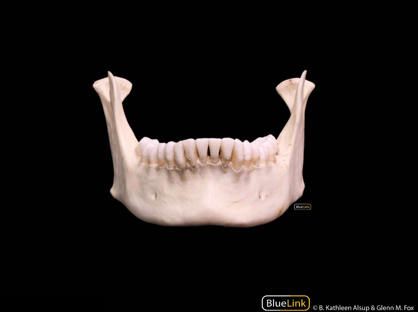 Anterior view of the mandible.