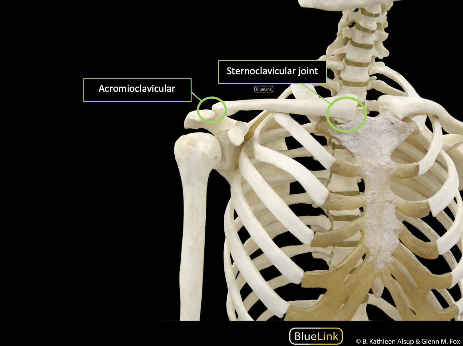 An anterior view of the right shoulder and thoracic region of the human skeleton with the acromioclavicular joint and sternoclavicular joint identified with labels.