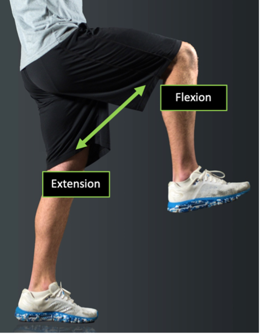 Sagittal view of a person demonstrating a right hip flexion and extension with directional arrows present.