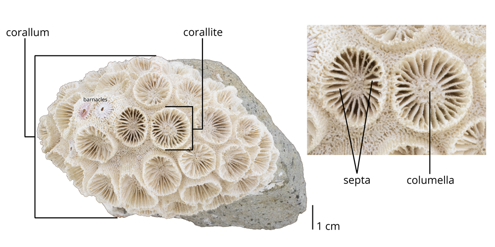 Diagram

Description automatically generated