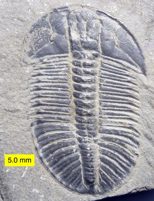 A close-up of a fossil

Description automatically generated with low confidence