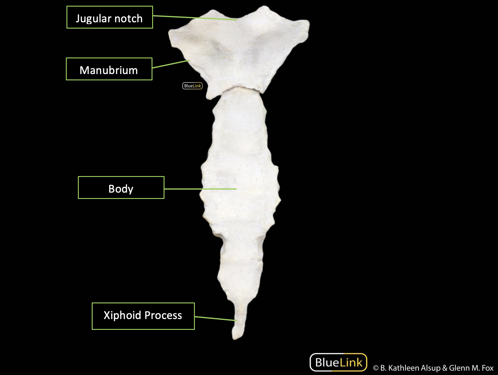 Anterior skeletal view of the sternum with bony landmarks identified with labels and corresponding lines.
