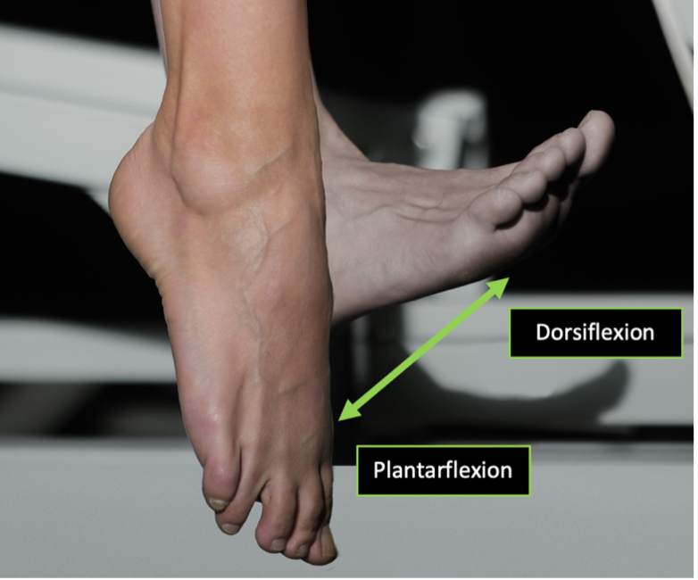 Person demonstrating a sagittal plane view of ankle dorsiflexion and plantarflexion with arrows designating the direction of planar motion identified.