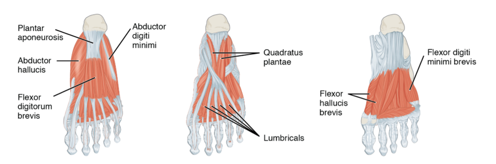Plantar view of the superficial, intermediate, and deep muscles of the foot with individual muscles identified.