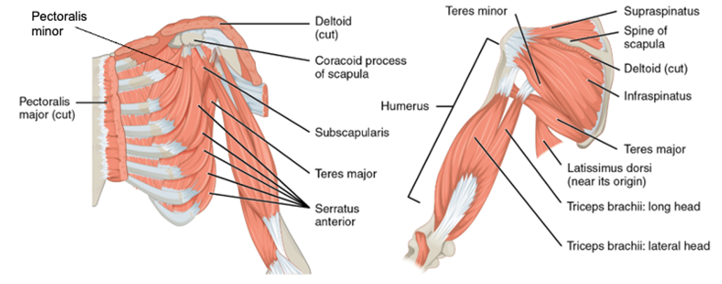 Anterior and posterior views of the muscles of the left shoulder with muscles labeled and identified using corresponding lines.