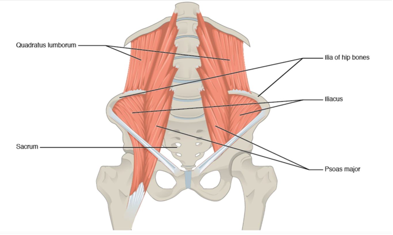 Anterior view identifying deep muscles of the anterior abdomen with individual muscles labeled with corresponding lines.