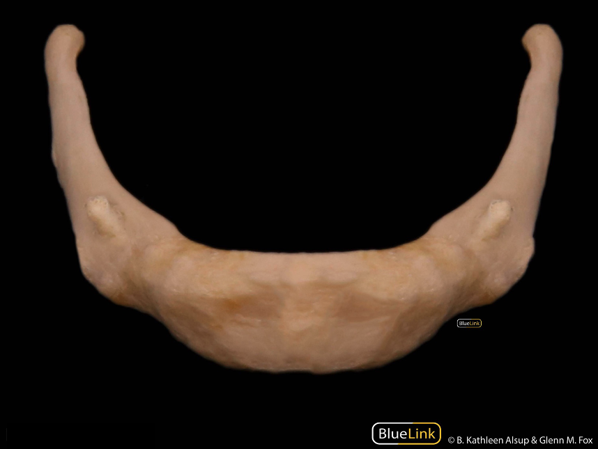 Anterior view of the hyoid bone.
