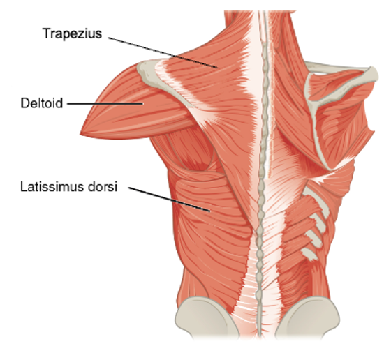 Posterior view of the muscles of the superficial and intermediate back with the trapezius, deltoid, and latissimus dorsi muscles labeled and identified using corresponding lines.