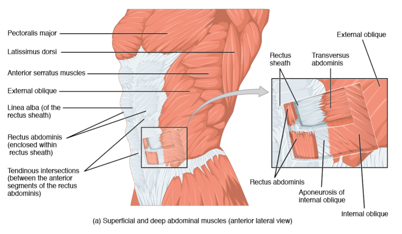 Anterior view of the superficial and deep muscles of the left anterolateral abdomen with individual muscles labeled.